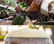 The Potential of Palm Wine in Candidiasis Treatment