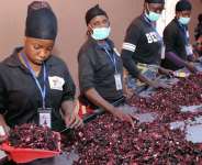 Sobolo can generate enough revenue for Ghana
