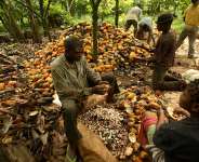 A Liberian cocoa grower whose free enterprise market rights are to be usurped by Lebanese and Arabbusiness people who will become sole buyers and exporters of cocoa from Liberia.