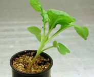 Why Ghana must adopt the Plant Breeders’ Rights System
