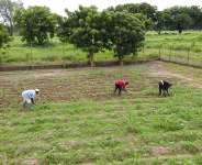 Farmers clear their fields
