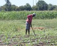 5 Critical Food Issues the Minister for Agriculture Should Pay Attention to in 2022