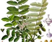Symbols Linked To Christmas - Frankincense