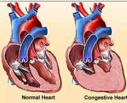 Role Of Herbal Medicines In The Treatment Of Cardiovascular Disorders—Part 2