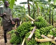 How Ghana Can Help Her Worried Farmers On Climate Change