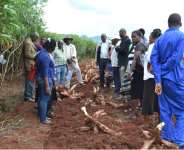 Harvesting Cassava In A Minute With TEK Mechanical Cassava Harvester