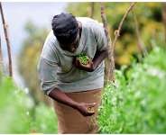 New Program To Improve Ghana’s Food Safety And Grow Agricultural Exports