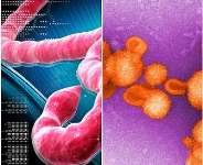 The Ebola and Lassa fever viruses