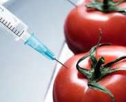 Will GMOs Replace Conventional Seeds?