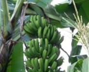 What experts say about Agriculture underdevelopment in Africa