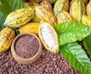 Cocoa Sector Exposes Them
