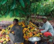 Reviving Confidence in Ghana’s cocoa future: A shared responsibility