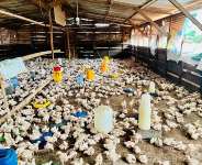 Nkoko Nketenkete: The Feathers We Gave, the Feed We Forgot