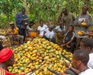 Cocoa Farmers
