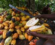 Who Really Controls the Price of Cocoa?