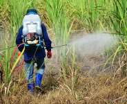 Ghanaians at risk? Studies show a link between cancer and herbicide use in agriculture