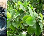 Images of Whirlpool with sinking boats, and Indian Almond tree and fruit (Google.com)