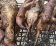 Ghana likely to experience scarcity of bush meat — GNFS