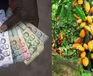 Cedi, Cocoa, and Calendars: Aligning Ghana’s Financial Year with Reality
