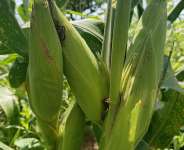 Farmright Ventures field, 2024