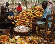 Selling The Best Cocoa For Less: History Predicts Doom For Silent Suffering Farmers