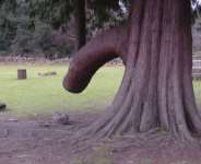 Must all men wake up with Morning Erection???