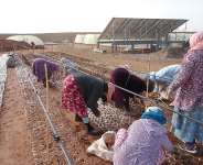 Members of the Cooperative Kounoze Lakdirate in Moroccos Youssoufia Province.