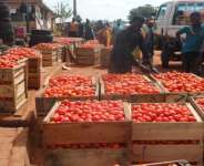 Tomato Tensions: Burkina Faso’s Export Ban Raises Stakes for Ghana