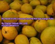 No haste in life: lessons from the first ripe mango fruits