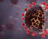 Some viruses are surrounded by a lipid membrane known as an envelope.