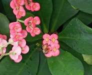 Protecting Our Biodiversity is Crucial: Let Us Be More Committed