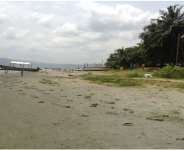 Planted coconut trees along the fringes of Lake Bosumtwi