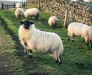 Warning for UK farmers after bird flu discovered in a sheep