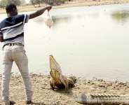 Paga-Zenga Community calls for desilting of crocodile pond to boost tourism
