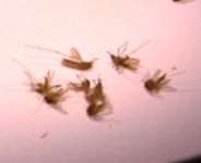 Malaria Leads To Poor Academic Performance