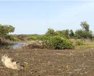 Mangrove restoration activity in Winneba