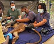Kumasi Zoo conducts medical screening for endangered monkeys
