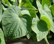 Vanuatu Kava: A Natural Remedy for Stress and Anxiety