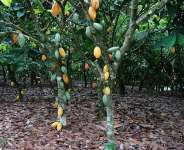 Cocoa, the backbone of Ghana Economy