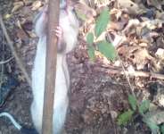 Ghanas solution to the new Rats Czar for New York City