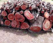 Upper West Region: Shea Tree under attack as Charcoal Business boom
