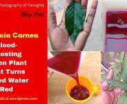 Justicia Carnea; Blood-Boosting Green Plant That Turns Hot Water Red!