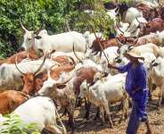 The Persecution Of Fulani People In Ghana: A Critical Examination And Call For Justice
