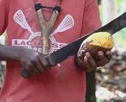 Schooling With Machetes: Slashing Ghana’s GDP With Child Labour