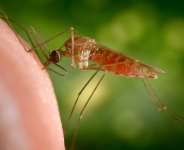 Malaria in Ghana: The Bad News, The Good News, and the Way Forward