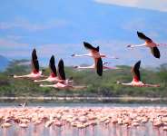 Flamingo flying of Lake Elementaita. Photo by Aloise Garvey