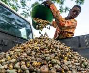 Kintampo Cashew Farmers cry out over market manipulation by unauthorised buyers
