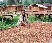Cocoa industry, it’s a battle of the mind