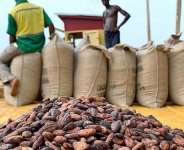 Cocoa prices to decline by over 50% globally in 2026 – World Bank