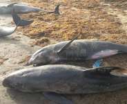 Media reports on dead fish and other aquatic mammals washed ashore in Accra and Axim-Bewire worrying
